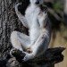 Ringtailed Lemur_2